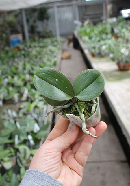 Phalaenopsis (Fortune Buddha x Haur Jin Diamond) x (Ching Her Buddha x Tai-Yi Yellow Bird).jpg