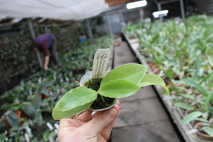 Phalaenopsis (Gelblieber x I-Hsin Spot Eagle).jpg