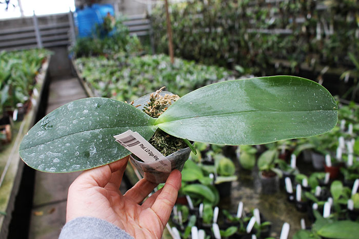 Phalaenopsis LD Giga King 'Mituo #1'.jpg