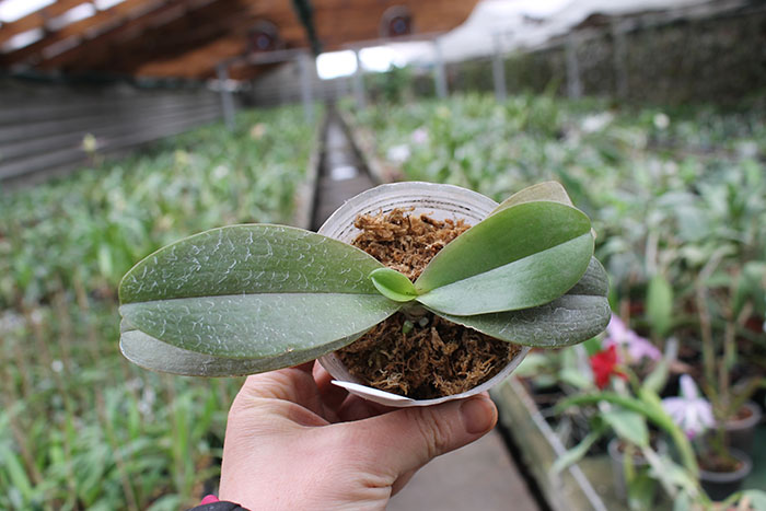 Phalaenopsis Yuan shan Sweet Girl.jpg