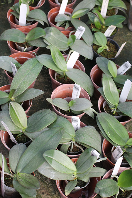 Phalaenopsis Hans Christiansen.jpg