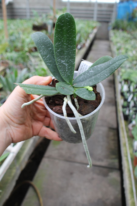 Sedirea japonica.jpg