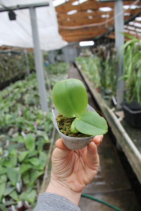 Phalaenopsis Joy Spring Venus x Joy Spring Canary 'Orange'.jpg