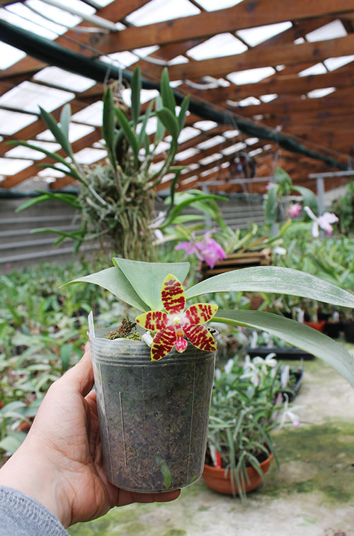 Phalaenopsis Ambotrana x Kung's Red Cherry.jpg