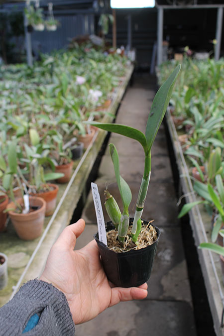 Cattlianthe White Bridal 'Yuki.jpg