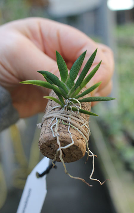 Macroclinium manabinum.jpg