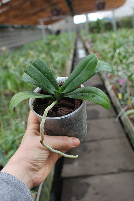 Sedirea japonica.jpg