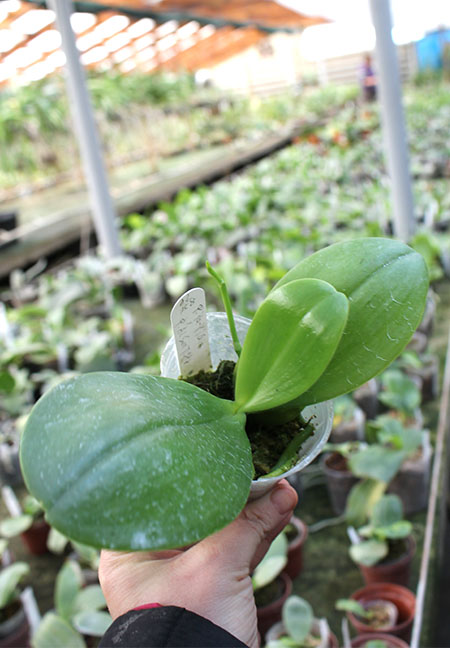 Phalaenopsis Ya-YI Qin x AL Sun Tiger.jpg