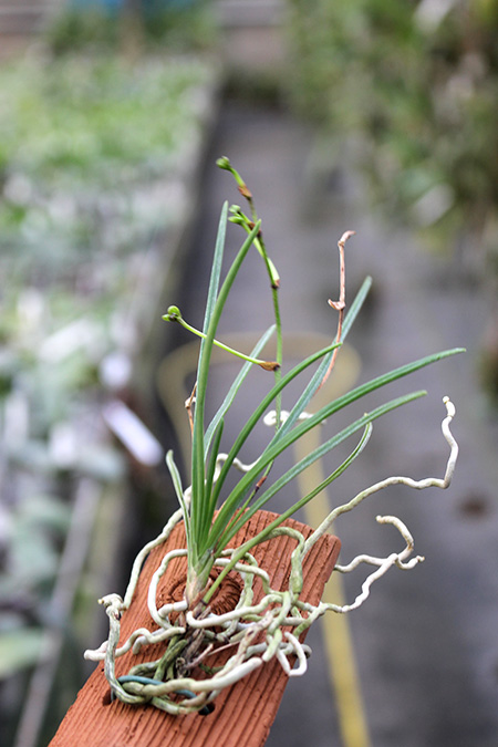 Holcoglossum quasipinifolium.jpg