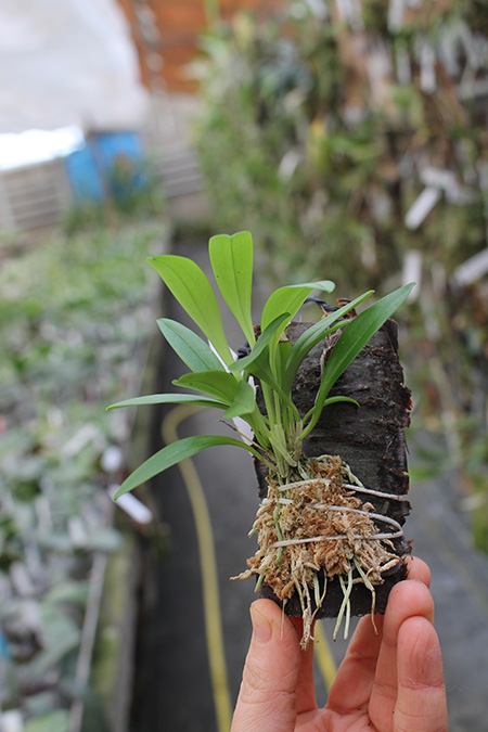 Masdevallia constricta.jpg