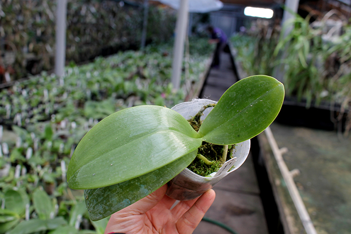 Phalaenopsis gigantea x lueddemanniana 'Joy' Mindanao type.jpg