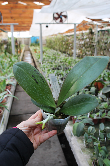 Phalaenopsis Diamond Beauty '1202' x Ld's Bear King 'YK7'.jpg