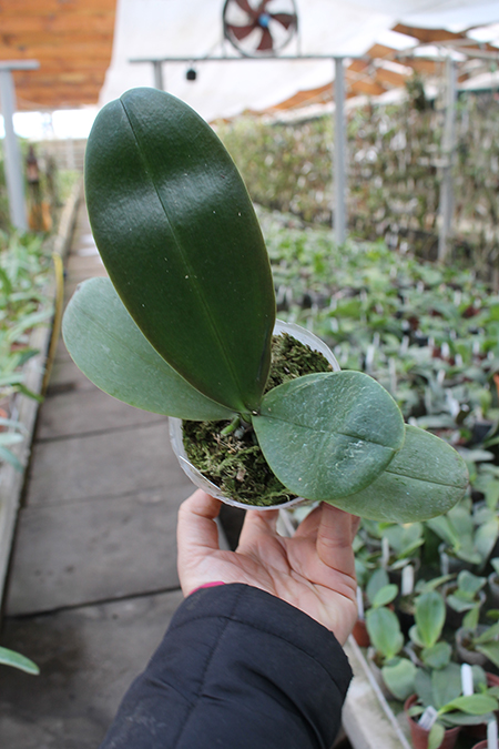 Phalaenopsis Dragon Tree Eagle x Emeraude.jpg