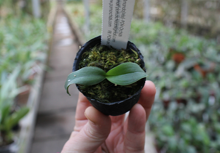 Renanthera citrina x Phalaenopsis stuartiana.jpg