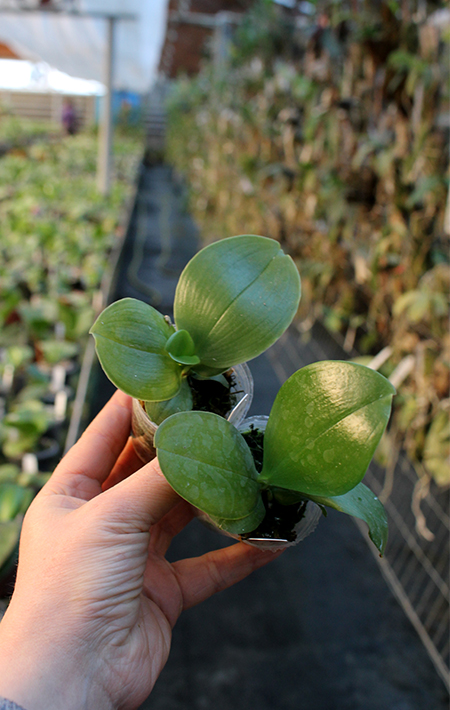 Phalaenopsis Mituo Prince x LD Emerald Bear.jpg