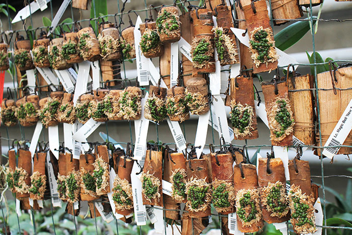 Bulbophyllum moniliforme.jpg