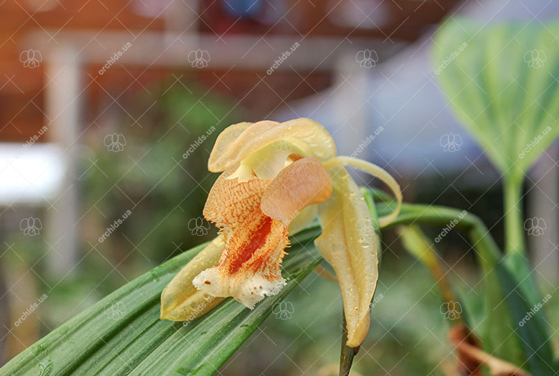 Coelogyne speciosa.jpg