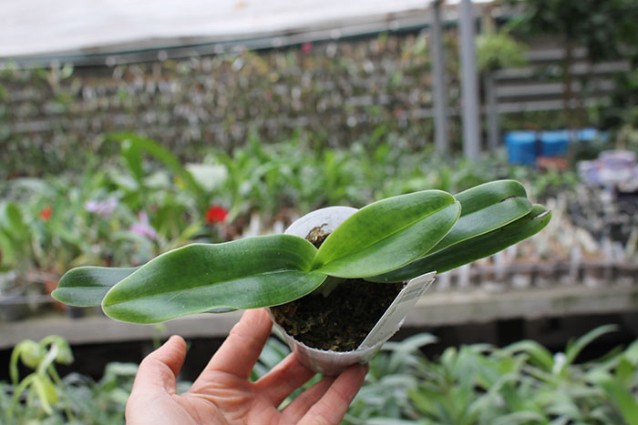 Paphiopedilum hangianum.jpg