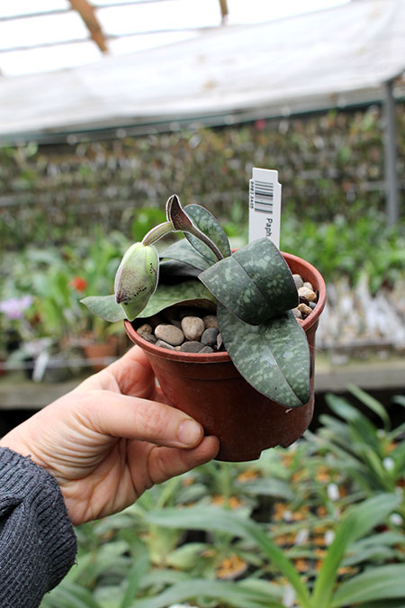 Paphiopedilum wenshanense.jpg