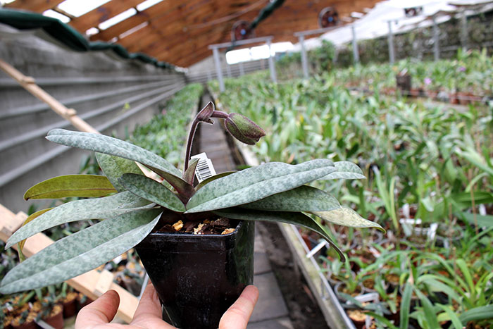 Paphiopedilum glaucophyllum x bellatulum.jpg