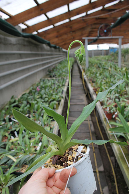 Paphiopedilum primulinum alba.jpg