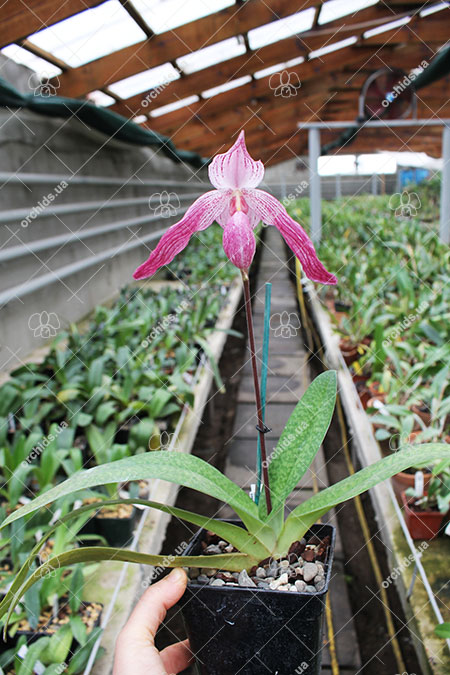 Paphiopedilum delenatii x Lady Isabel.jpg