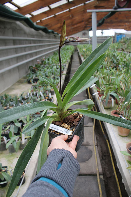 Paphiopedilum Lady Isabel x St Swithin.jpg