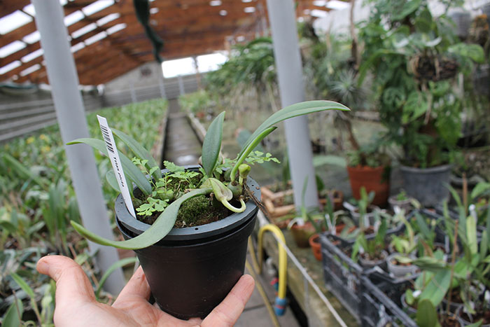 trias disciflora.jpg