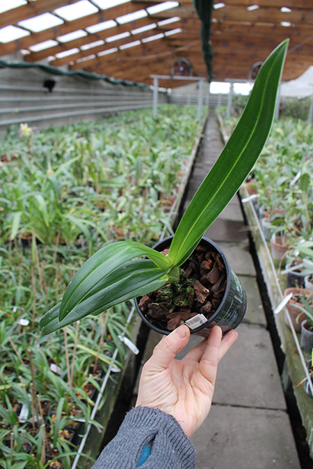 Phragmipedium kovachii.jpg