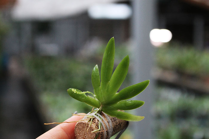 Ornithocephalus cochleariformis.jpg