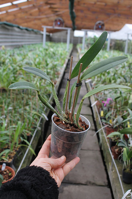 Cattleya lueddemanniana concolor (clara) x self.jpg