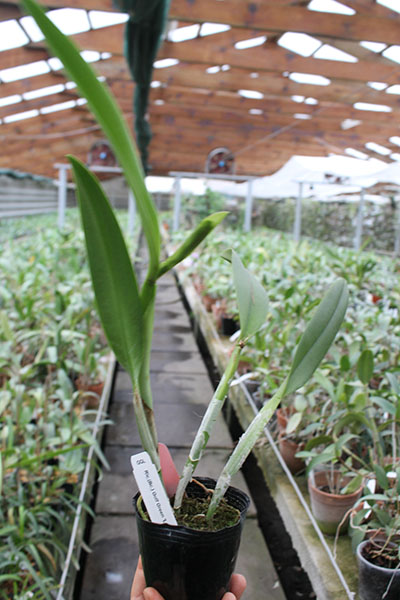 Rhyncholaeliocattleya Golf Green 'Lu-Chi' (OG).jpg