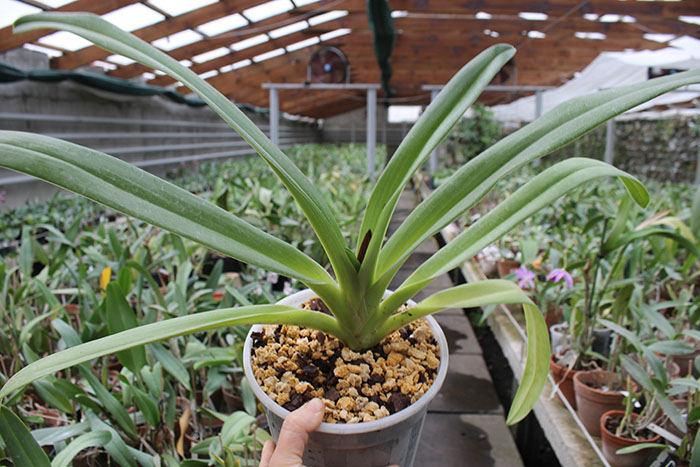 Paphiopedilum Hung Sheng Eagle x rothschildianum.jpg