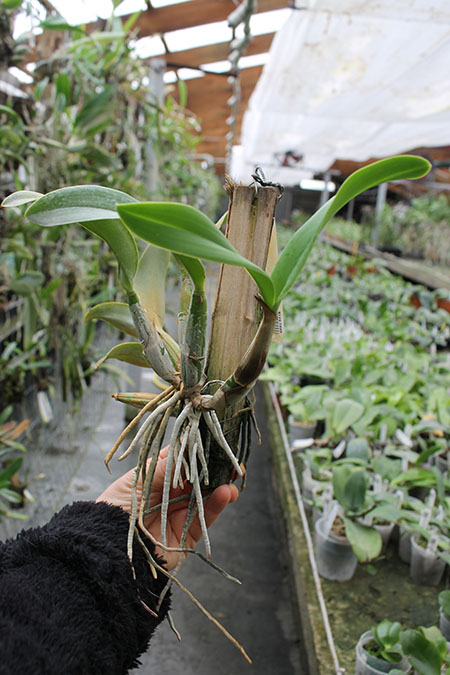 Cattleya nobilior.jpg