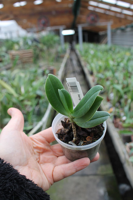 Aerangis ellisii.jpg