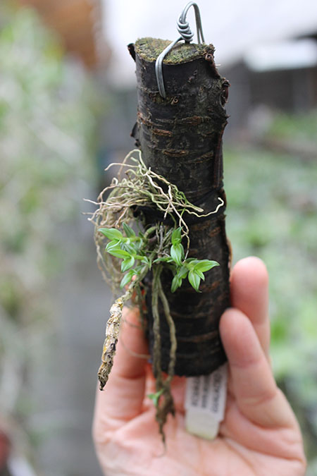 Dendrobium dichaeoides.jpg
