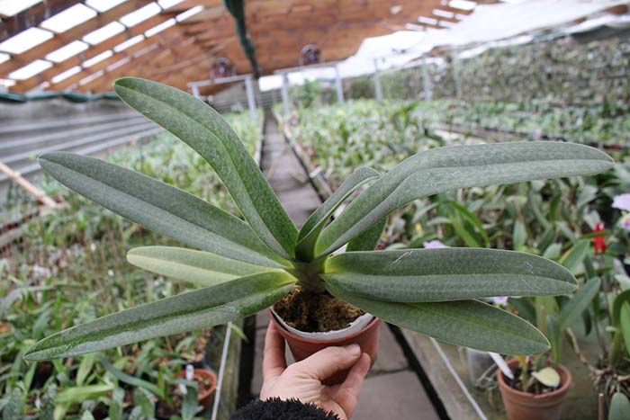 Paphiopedilum Dollgoldi (armeniacum x rothschildianum).jpg