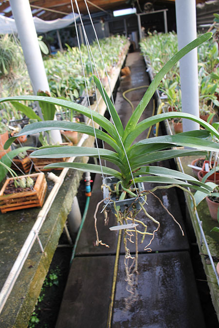 Vanda Jiraprapa - Davarak x Butterfly.jpg