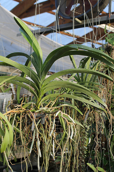 Vanda Kulwadee Fragrance x Dr Anek.jpg