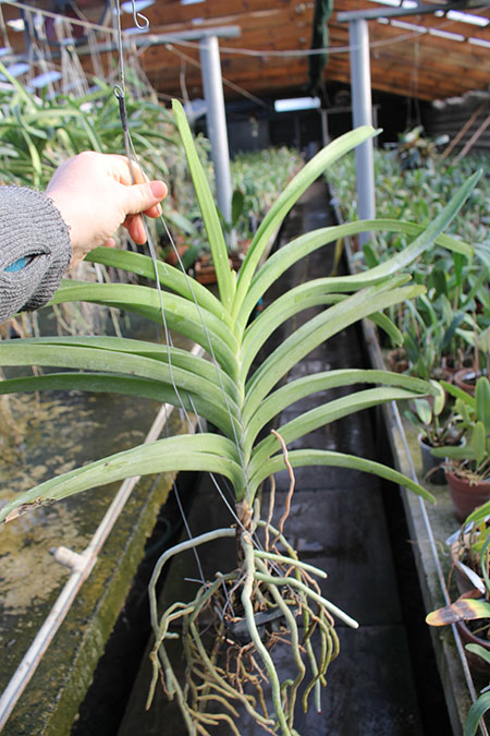 Vanda Adisak Happiness.jpg