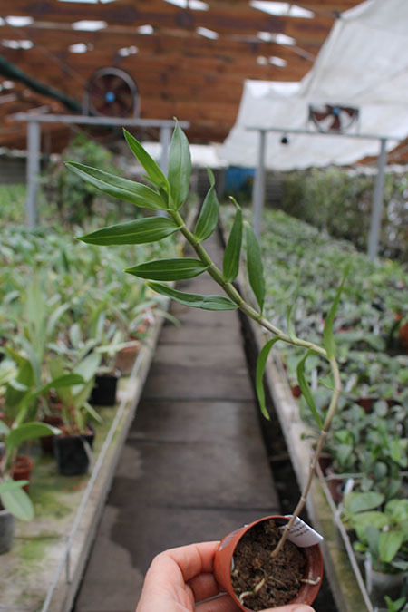 Dendrobium victoria reginae.jpg