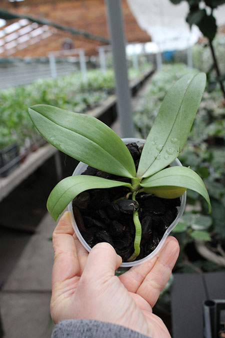 Phalaenopsis mannii 'Black'.jpg