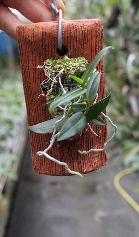 Oeonia oncidiiflora (rosea).jpg