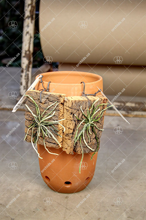 Chiloschista rodriguezii.jpg