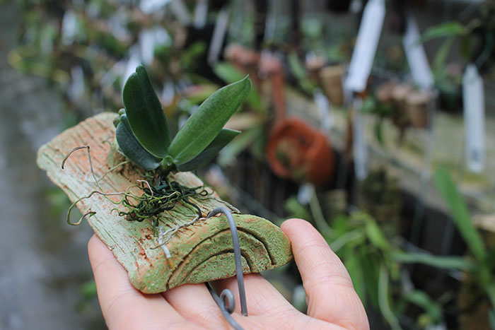 aerangis fastuosa.jpg