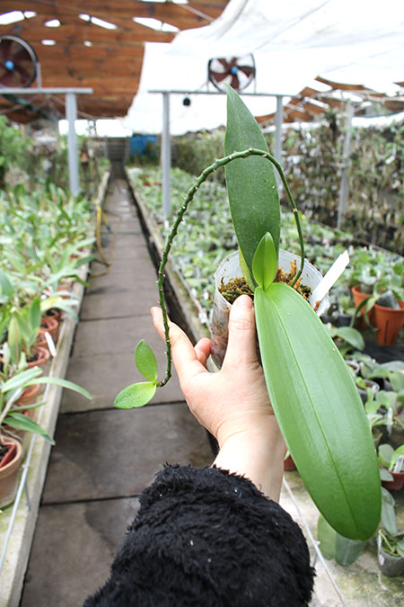 Phalaenopsis equestris (orange lip).jpg