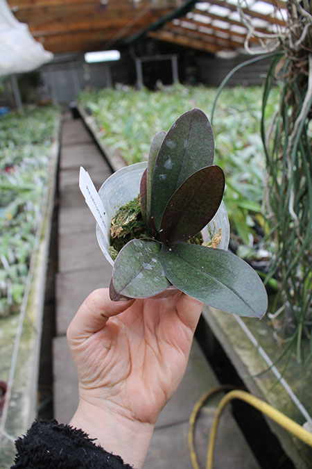 Phalaenopsis Jiaho's Pink Girl 'peloric'.jpg