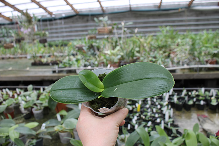 Phalaenopsis Timothy Christopher 'Joseph Wu'.jpg