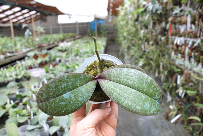 Phalaenopsis stuartiana x schilleriana 'Joseph Wu'.jpg