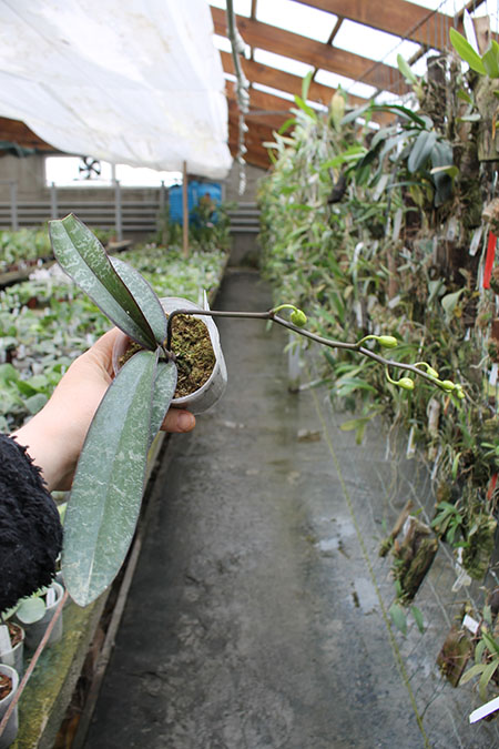 Phalaenopsis stuartiana x nobilis.jpg